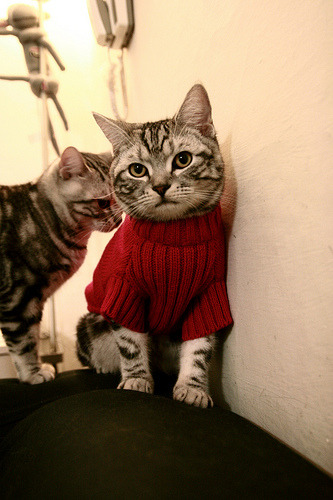 CBA联盟推动篮球与城市文化融合发展,cba联赛的发展趋势