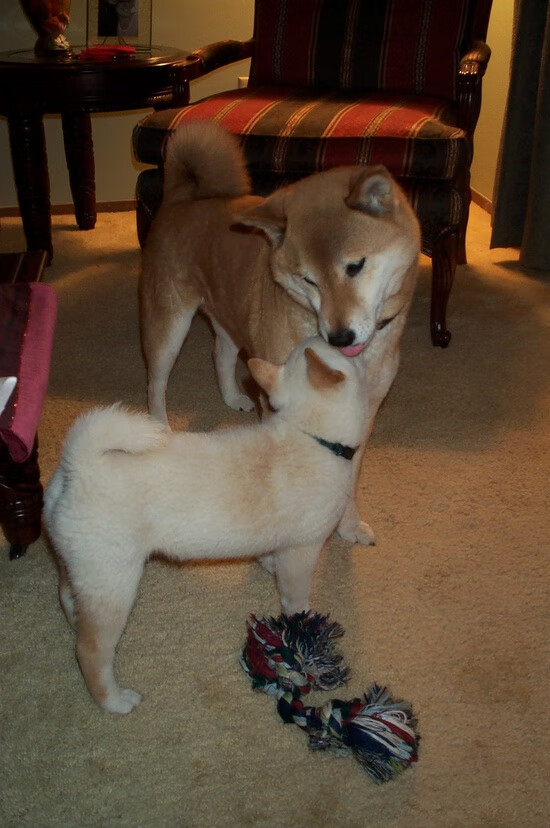 东亚杯中国女足夺冠 球迷激情四射，中国女足东亚杯首胜