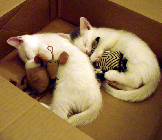 世界杯赛场新科技应用介绍，世界杯技巧大赛