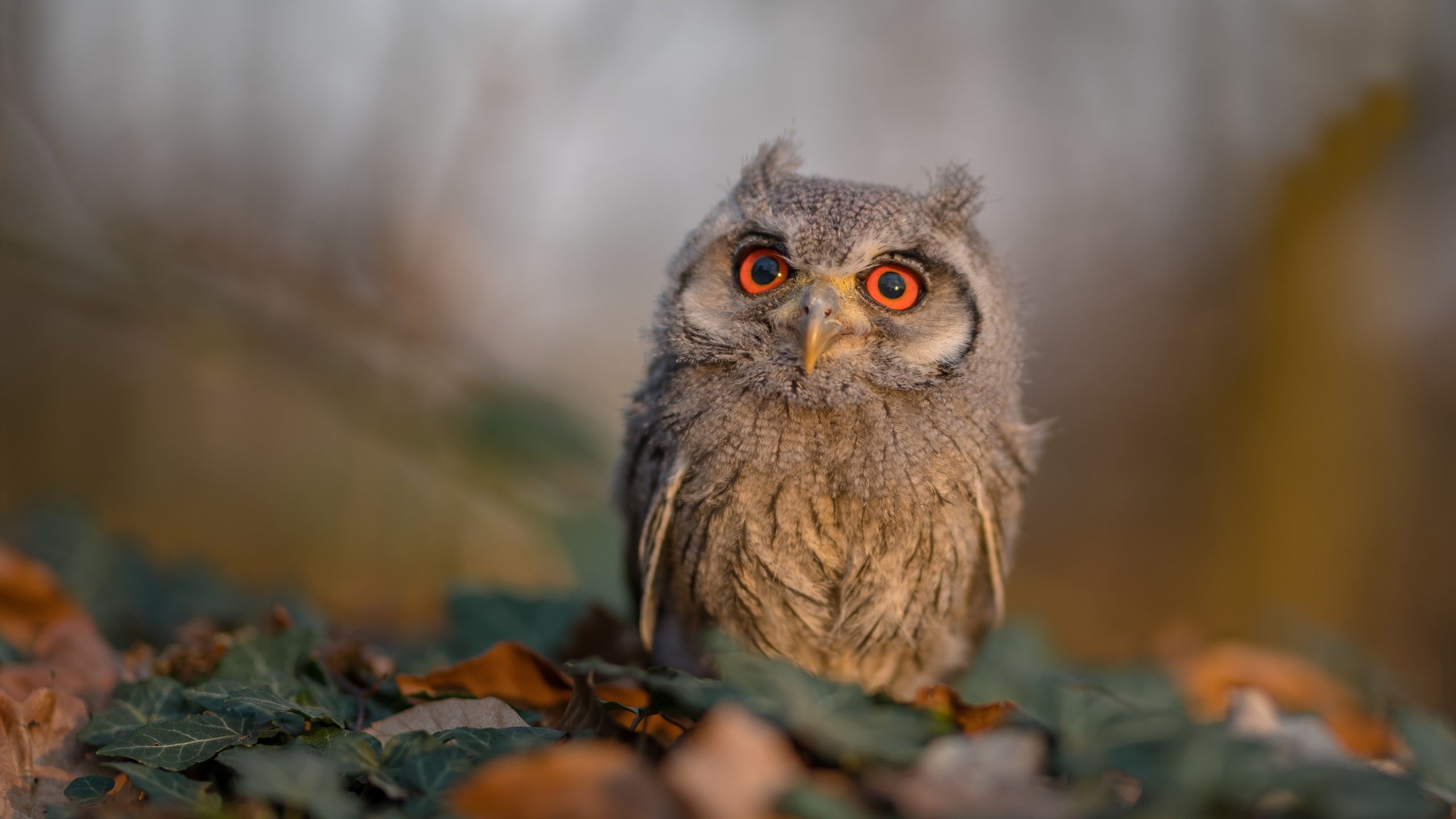 开云APP-CBA球队加强对抗训练 模拟实战提升强度，cba身体对抗