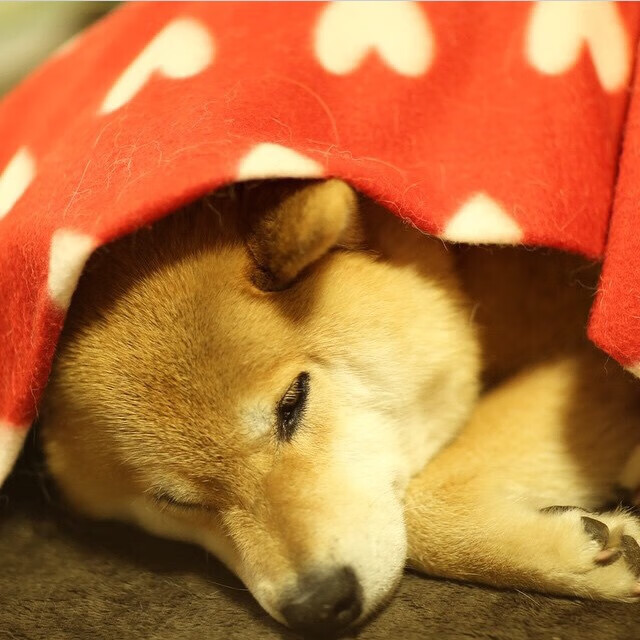 开云网页版登录入口-球迷社区：质疑尤文全力出战动机与教练决策，尤文官宣球队新主帅